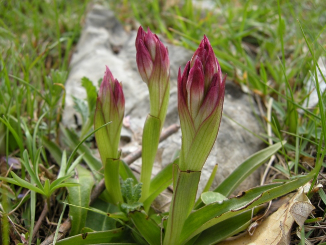 Orchis papilionacea